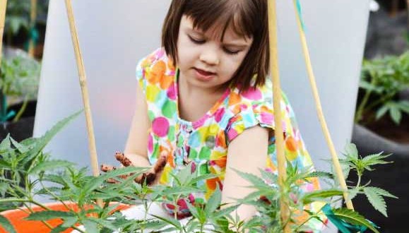 Une petite fille de 8 ans a vu ses crises d'épilepsie disparaître grâce à la marijuana