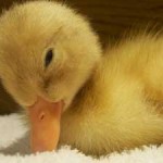 Baby duck syndrome : La découverte des nouveaux systèmes