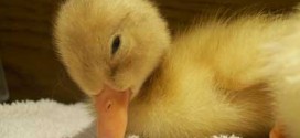 Baby duck syndrome : La découverte des nouveaux systèmes