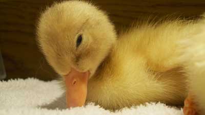 Baby duck syndrome : La découverte des nouveaux systèmes