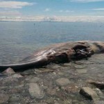 La Carcasse d’une baleine vendue sur eBay : La vente en ligne annulée par le site