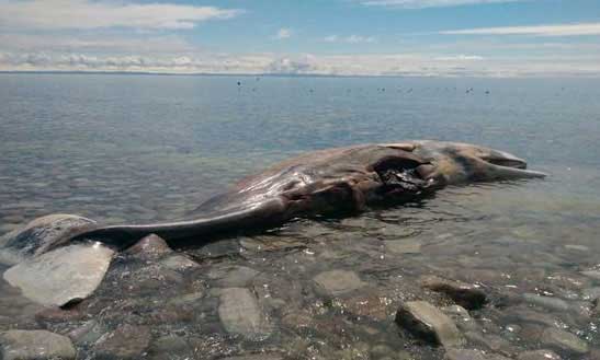 La Carcasse d’une baleine vendue sur eBay : La vente en ligne annulée par le site