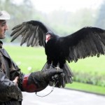 La police allemande et les vautours détectives