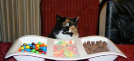 Les chats ne détectent pas le goût sucré