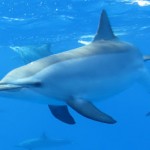 Les dauphins dorment un oeil ouvert : Vrai ou Faux ?