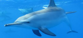 Les dauphins dorment un oeil ouvert : Vrai ou Faux ?