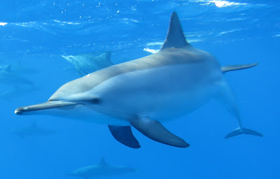 Les dauphins dorment un oeil ouvert : Vrai ou Faux ?