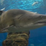 Les requins primitifs : La revue Nature publie une nouvelle découverte
