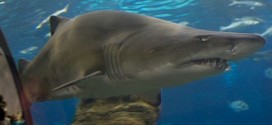 Les requins primitifs : La revue Nature publie une nouvelle découverte