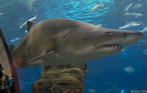 Les requins primitifs : La revue Nature publie une nouvelle découverte