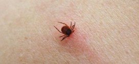 Maladie de Lyme : Soyez plus vigilants et protégez-vous