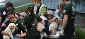 Plus de 200 chiens et chats ont été saisis dans une ferme en Estrie