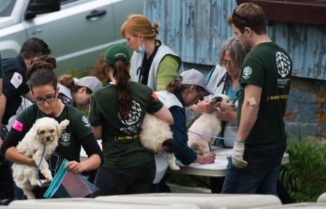 Plus de 200 chiens et chats ont été saisis dans une ferme en Estrie