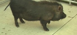 Val-des-Monts : Le cochon vietnamien capturé après 10 jours de cavale