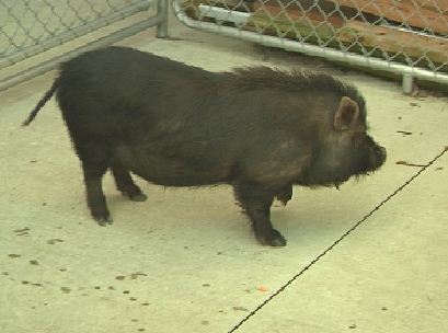 Val-des-Monts : Le cochon vietnamien capturé après 10 jours de cavale