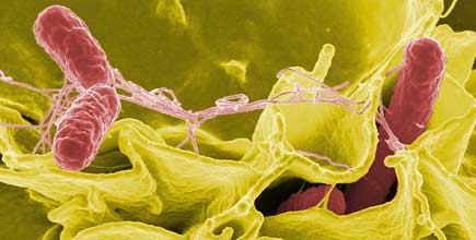 Bactérie Salmonella : Des cas d'infection enregistrés au Canada