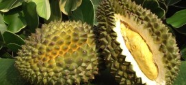 Le fruit qui pue le plus au monde est le Durian