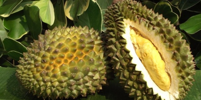 Le fruit qui pue le plus au monde est le Durian