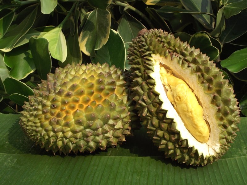 Le fruit qui pue le plus au monde est le Durian Le fruit qui pue le plus au monde est le Durian
