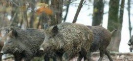 Les sangliers sauvages : Saskatchewan devrait déployer tous les moyens pour éviter les dégâts