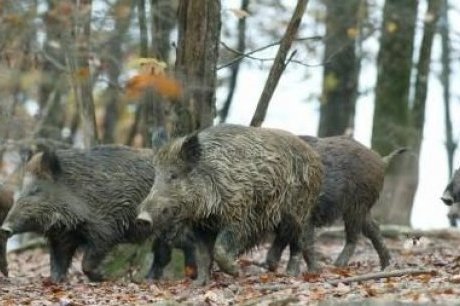 Les sangliers sauvages : Saskatchewan devrait déployer tous les moyens pour éviter les dégâts