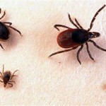 Maladie de Lyme – Montérégie : Un appel à la vigilance