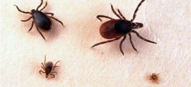 Maladie de Lyme – Montérégie : Un appel à la vigilance