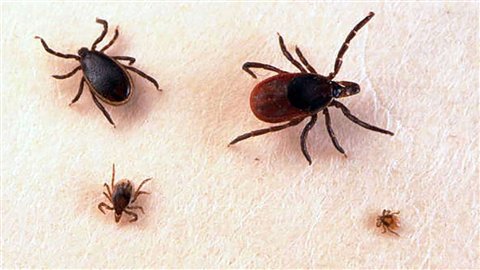 Maladie de Lyme – Montérégie : Un appel à la vigilance