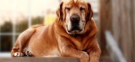 Aeonpet ouvre à Tokyo la première maison de retraite pour chiens