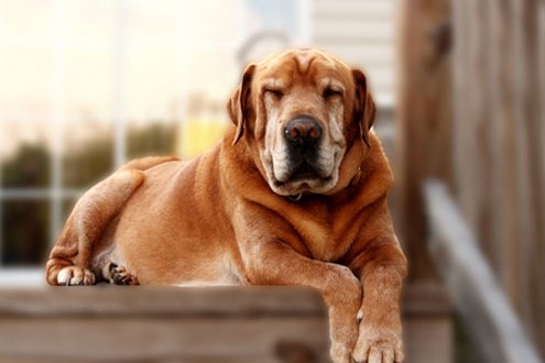 Aeonpet ouvre à Tokyo la première maison de retraite pour chiens