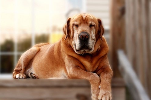 Aeonpet ouvre à Tokyo la première maison de retraite pour chiens