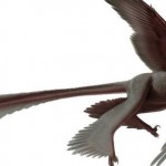 Changyuraptor Yangi Le nouveau dinosaure à plumes