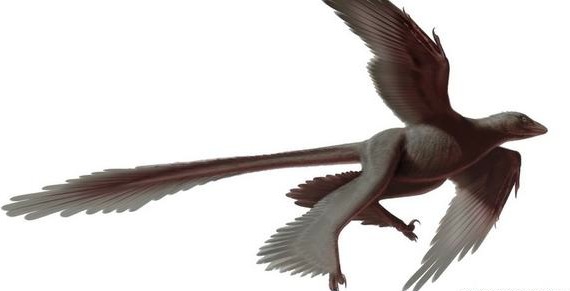 Changyuraptor Yangi : Le nouveau dinosaure à plumes