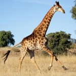 La girafe est le seul mammifère qui ne baille pas