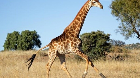 La girafe est le seul mammifère qui ne baille pas
