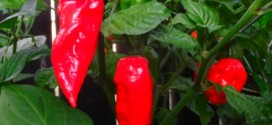 Le piment Bhut Jolokia est parmi les plus forts au monde