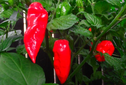 Le piment Bhut Jolokia est parmi les plus forts au monde