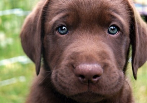 Les Meilleures Races De Chiens à Adopter Par Une Famille