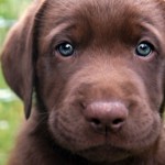 Les meilleures races de chiens à adopter par une famille