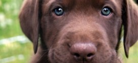 Les meilleures races de chiens à adopter par une famille