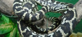 Limoilou Le Python disparu retrouvé caché dans un sac à dos