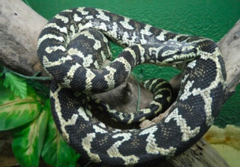 Limoilou Le Python disparu retrouvé caché dans un sac à dos