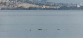 Ogopogo Le monstre du lac Okanagan en Colombie Britannique