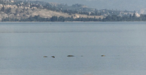 Ogopogo Le monstre du lac Okanagan en Colombie Britannique