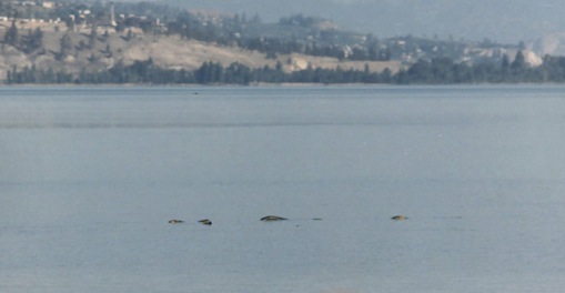 Ogopogo : Le monstre du lac Okanagan en Colombie Britannique