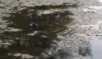 Un Caïman de 60 centimètres capturé dans un étang à Toronto