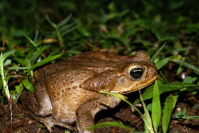 Crapauds buffles en Australie : L’inquiétante invasion de l’espèce