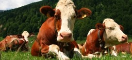 Pierre Paradis : Une meilleure protection des animaux via une modification du code civil