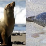 La différence entre un phoque et un lion de mer se remarque au niveau des oreilles