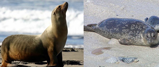 La différence entre un phoque et un lion de mer se remarque au niveau des oreilles